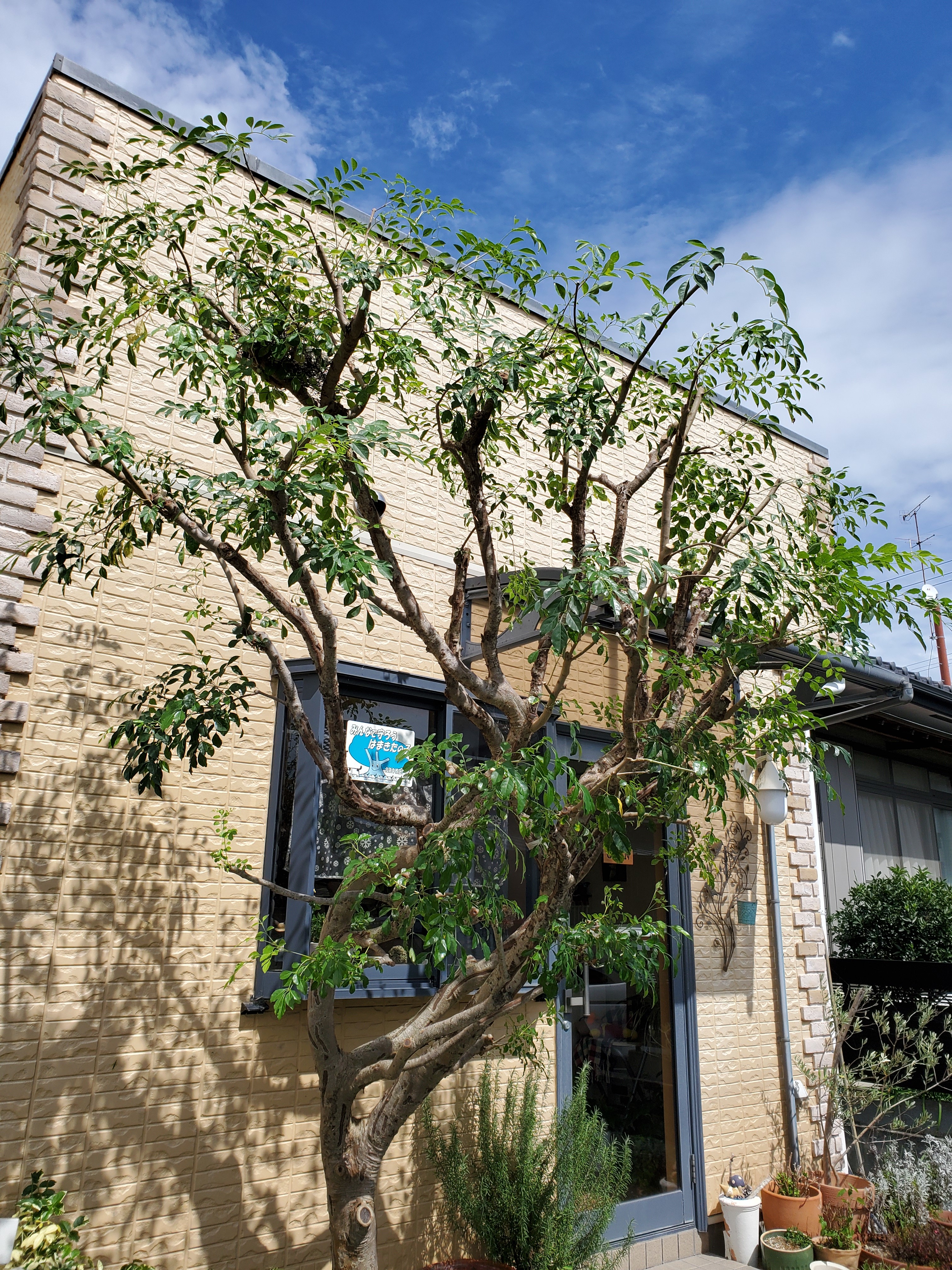 ブログ 浜松市で庭工事 外構 庭手入れなら庭創造 にわそうぞう